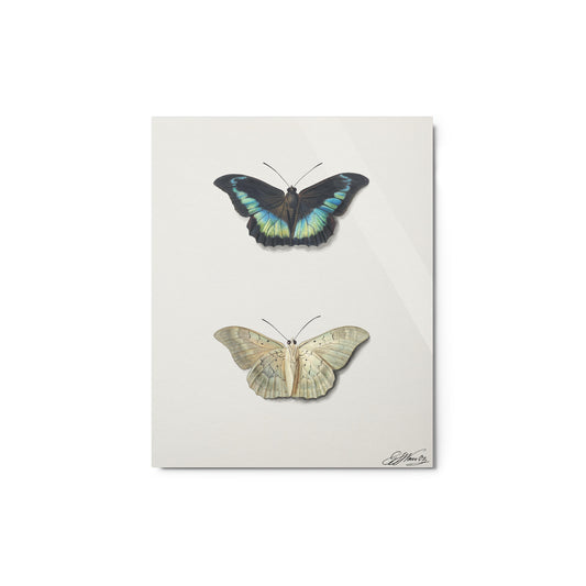 Georgius Jacobus Johannes van Os - Butterflies - Glossy Metal Print