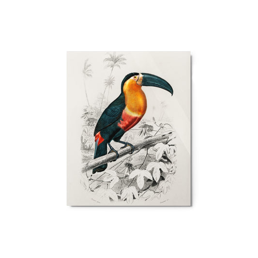 Charles Dessalines D' Orbigny - Toucan (Ramphastos), 1806-1876 - Glossy Metal Print